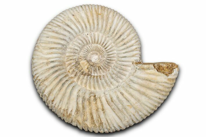 Jurassic Ammonite (Perisphinctes) Fossil - Madagascar #337681